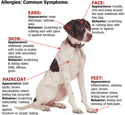 Dog allergies steroids side effects